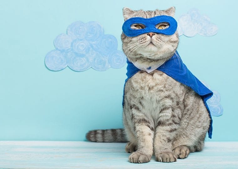 a cat dressed in a cape and superhero mask