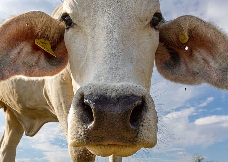 a close up shot of a cow