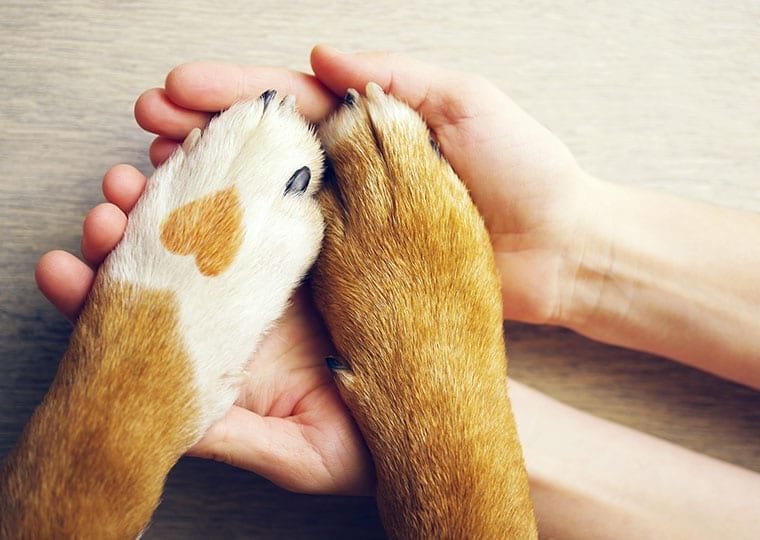 a dog with a heart shaped birth mark putting both of their paws on someones outstretched hands