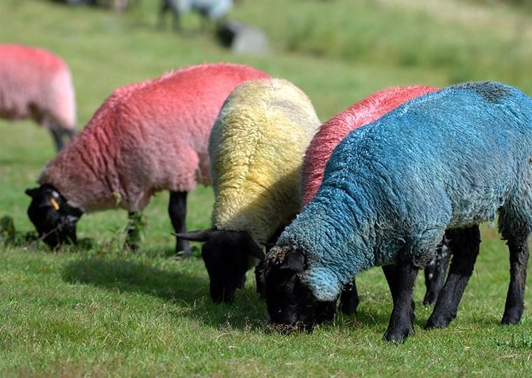 four sheep with pink yellow and blue dyed fur