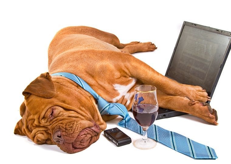 a dog wearing a tie asleep next to a laptop phone and glass of wine