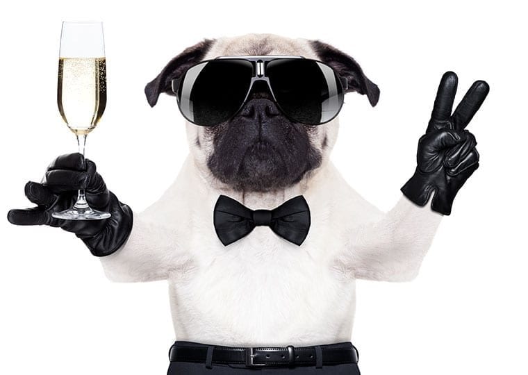 pug in glasses and a bow tie holding a champagne flute