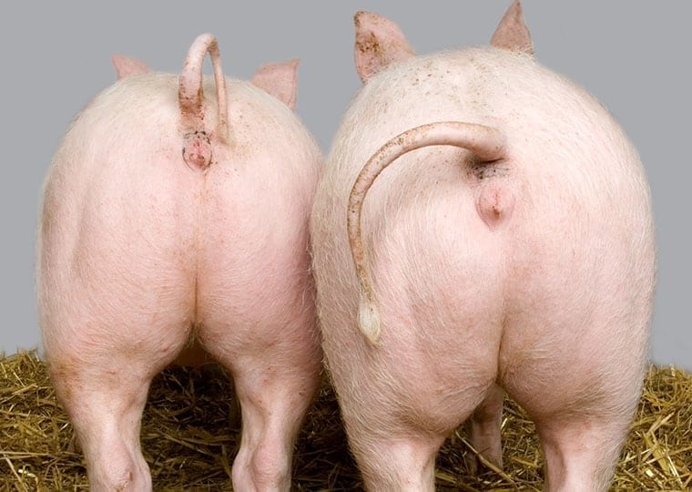 two pigs rear ends