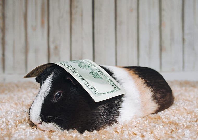 a guinea pig with an american note on their head