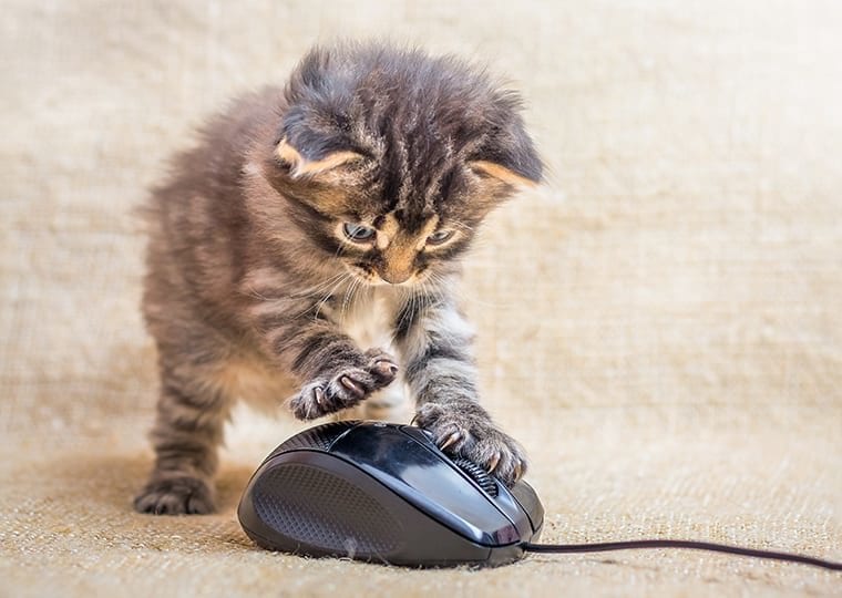 kitten clicking on a laptop mouse