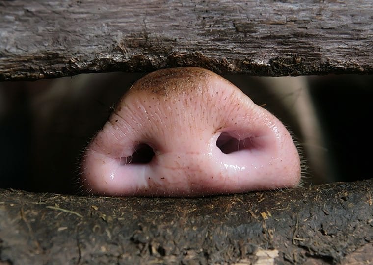 a pigs snout poking out from between two pieces of wood