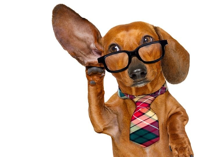 dog with glasses and a tie holding their hand to their ear