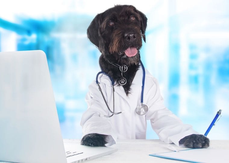 Dog dressed as a vet